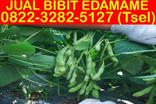 0822–3282–5127 (Tsel), Jual Bibit Kedelai Edamame