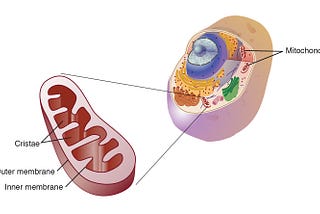 Human Anatomy and Physiology: The Cell, Transport and Protein Synthesis