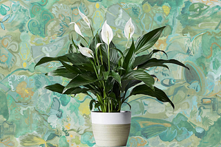 The Peace Lily: Physical & Mental Health Benefits