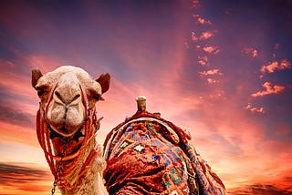 AWAKENED OR NOT, TIE YOUR CAMEL DOWN