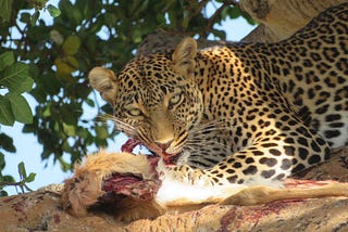 UGANDA UNVEILED: A TAPESTRY OF NATURE, CULTURE, & WARMTH.