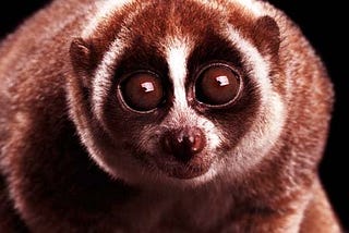 Slowloris DDOS Attack