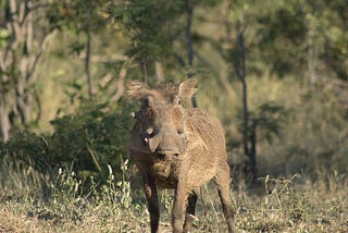 Harmful or Healthy Hogs?