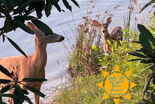 Momma and baby deer by water