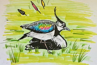 A northern lapwing, white and black with a rainbow burst on its wing, hops on one leg with his other arm bent at his side. He looks worried.