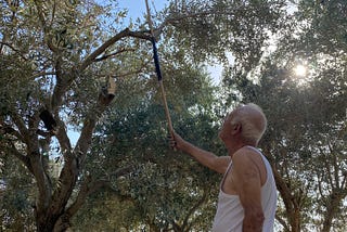 Lebanese Olive Oil and the Economical Crisis