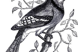 Vintage black and white illustration of a jay, perched on a leafy branch with a pointy tuft atop the head