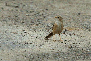 The story of ‘uncommon’ Common Babbler!