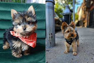 Does My 2-Year-Old Yorkie Prove the Existence of a Higher Power