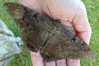 Harbinger of Death: A Metamorphic Lovestory