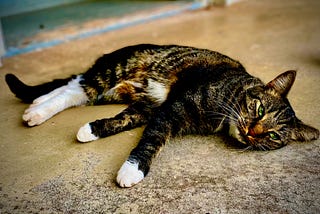 A close up of a cat lying on its side looking up at the camera with a bored expression.