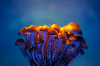 How to Sway the Skeptics: 3 Studies on Using Psychedelics to Heal from Addiction That Can’t Be…