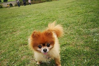 The 3 Best Dog Breed for Kids: