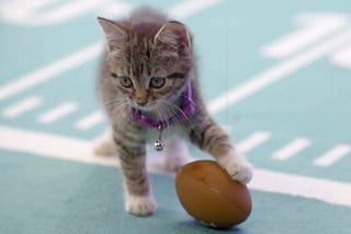 >‹BuffSTreAMS›✅ Kitten Bowl VIII ⎯ Live Stream, Reddit 🏈kittenbowl Start Time, Online TV Channel…