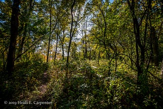 A path through wooded brush backlit by the sun; one of the mounds is slightly visible beneath underbrush to the left.