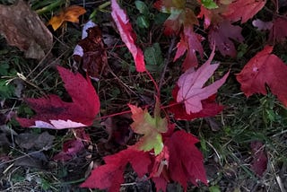 One Autumn Morning