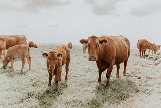 Beef Cattle Evaluation and Selection Based on Genetics