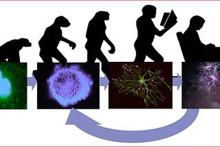 The evolution of man from Neanderthal to couch potato, overlayed with a second tier of neurons devloping into brains.