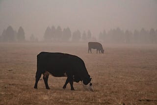 For dairy cows, where there’s smoke, there’s less milk