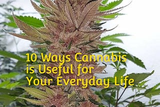 10 Ways Cannabis is Useful for Your Everyday Life