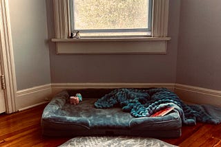 Image shows a large, blue, velvety dog bed on a wood floor under a window. On the bed there is a throw blanket, a picture book, and a couple of plastic toy cars