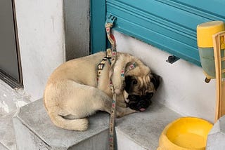 What I learned from a street pug