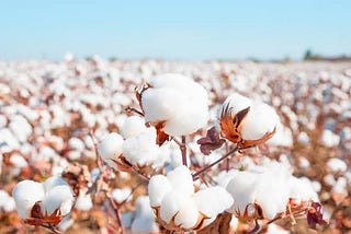 I don’t want to be a cotton