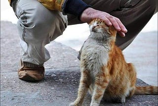 What is the relationship between cats and depression?