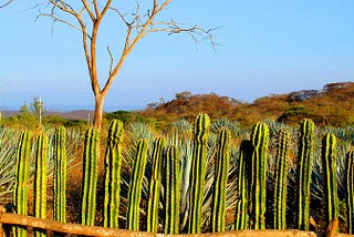 Cercas vivas
