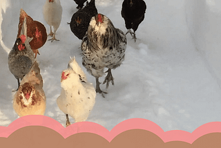 How-To: Getting Your Chickens Ready for Winter