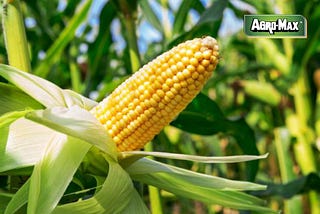 Growth Stages Of Corn