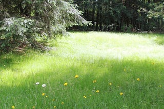 bright meadow