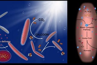 Cyborg Bacteria Get Golden Upgrade