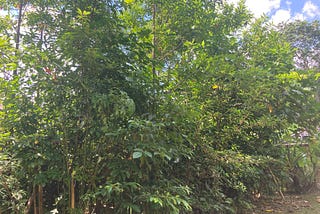Miyawaki Forest