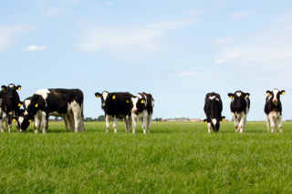 Investing in Australian Livestock Agriculture: With strong headwinds closing in, do the risks…