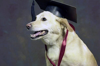 Studio portrait of Alfred Stepan’s dog, a retriever named “Coronet,” looking left with a graduation cap, 1975, photo public domain courtesy of Florida Memory Project