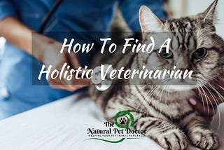 Holistic Vet In My Area — How Do I Find A Holistic Vet Near Me?