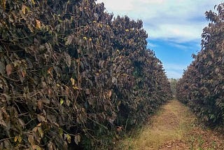 Frost in Brazil — Making Sense of the Coffee Market