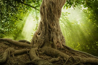 Ancient tree trunk and roots with green light coming through the tree canopy