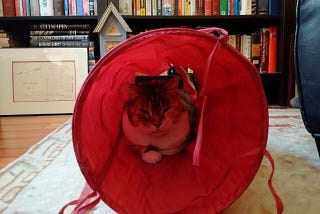 Stress free approaches for getting your cat in the carrier