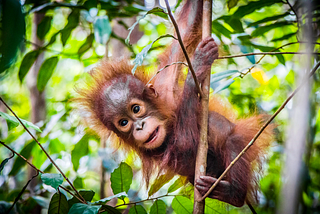 Baby orangutan hanging in a tree