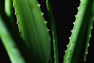 Aloevera, natural, organic, multifunction.