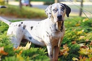 Sharing the Wonders of Catahoula Dogs: Louisiana’s Colorful Companions