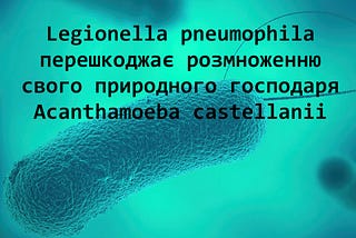 Бактерія Legionella Pneumophila під мікроскопом.