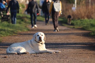Labrador Retriever: 4 Effective Ways to Cater a Labra Dog