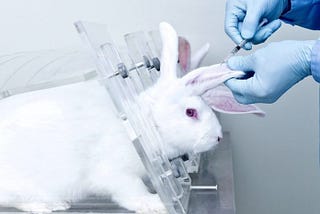 Animal Testing Should be Banned