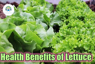 Lettuce and its health benefits