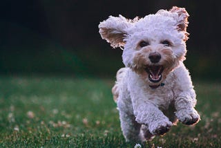 5 Brilliant back garden games your dog will love to play