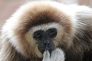 Is The Gibbon Experience worth the money?