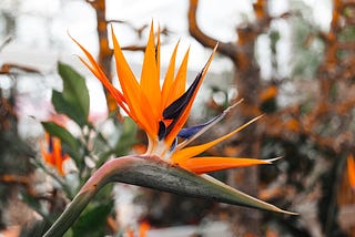 Crane Flowers-Is it a bird or a flower species?